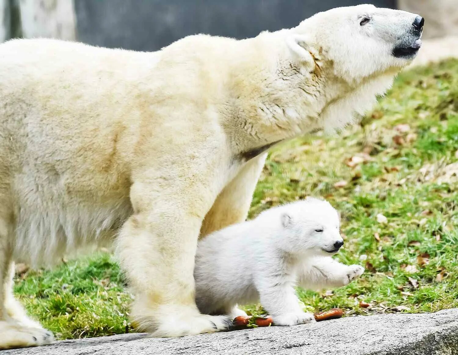 Гигантский белый медведь. Фотография гигантский белый медведь. Cub Polar Bear 1 Day. Cub Polar Bear 1 Day age. Спаривание белое