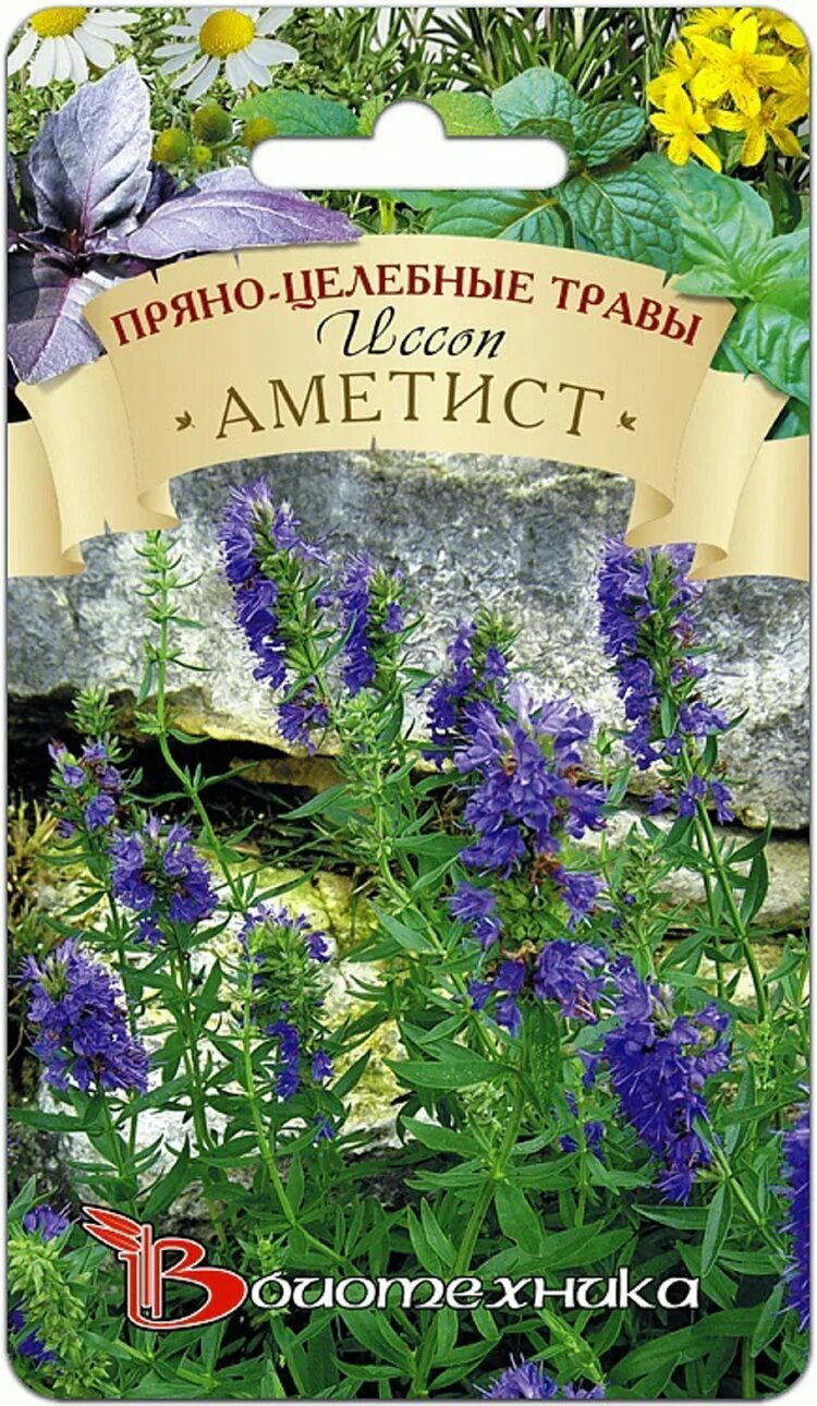 Иссоп семена купить. Иссоп аметист. Иссоп трава семена. Иссоп высота растения. Пряные многолетники.