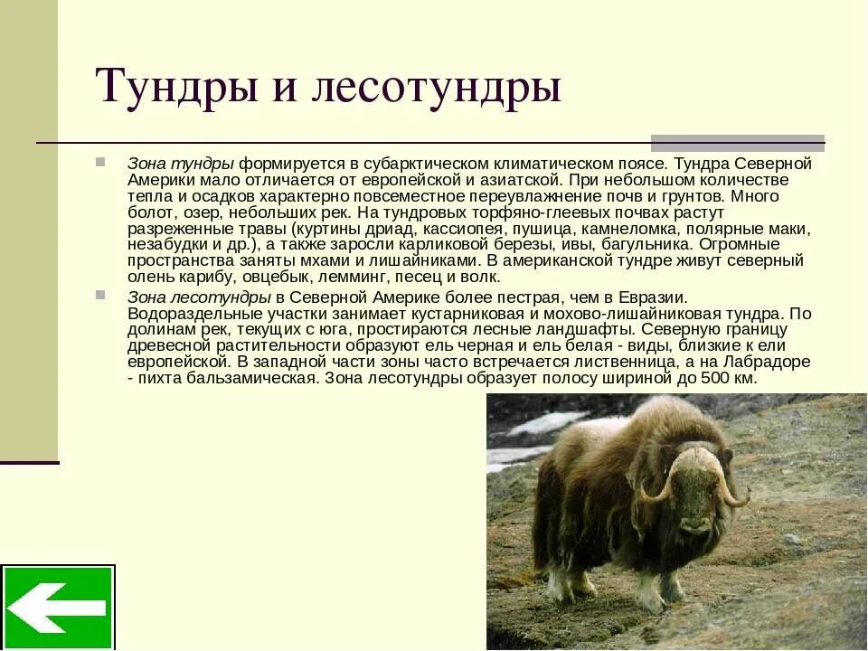 Презентация природные зоны северной америки 7. Тундра и лесотундра Северной Америки. Зона тундры Северной Америки. Характеристика тундры и лесотундры. Характеристика тундра и лесотундра Евразии.