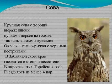 Животные красной книги забайкальского края