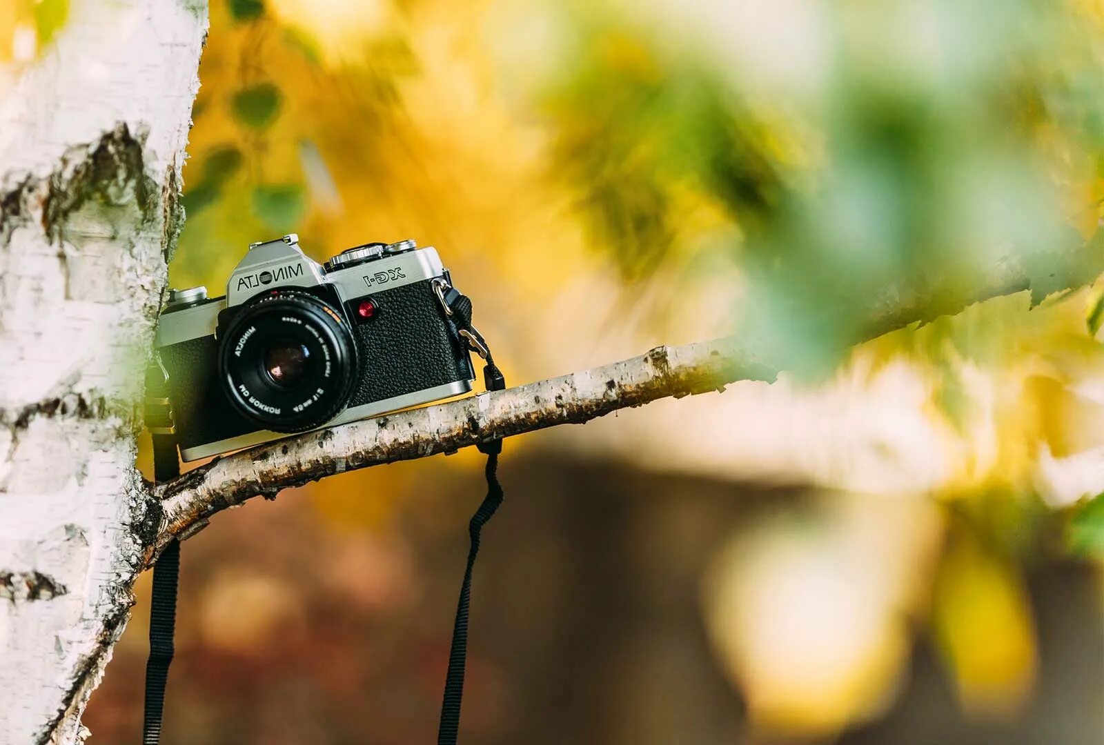 Фотоаппарат. Фотоаппарат на природе. Красивый фотоаппарат. Фотокамера в лесу.