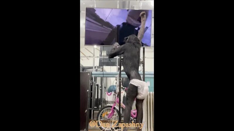 Шимпанзе бони. Бонобо боня. обезьяна в шортах. шимпанзе оторвало руку женщине. как обезьяны реагируют на лук.