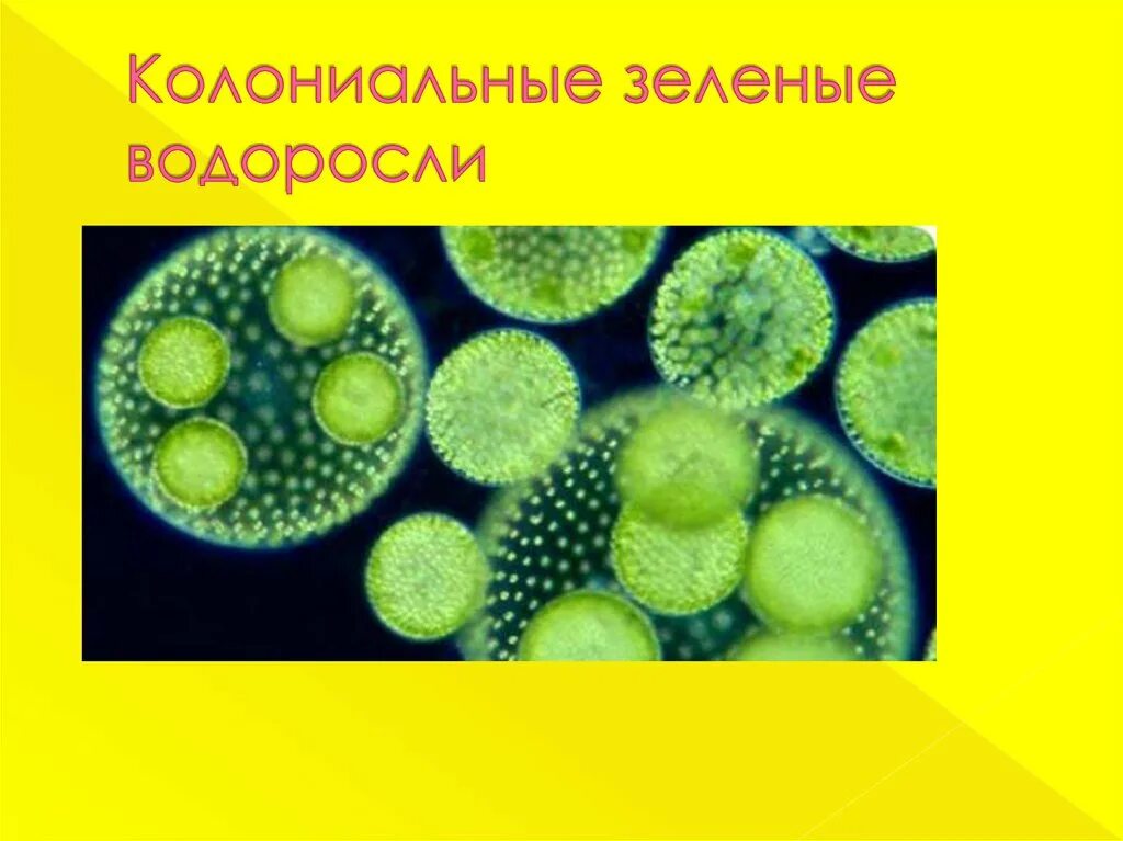 Является колониальной водорослью. Одноклеточные водоросли вольвокс. Колониальные водоросли. Колониальные зеленые водоросли. Одноклеточные и колониальные зеленые водоросли.