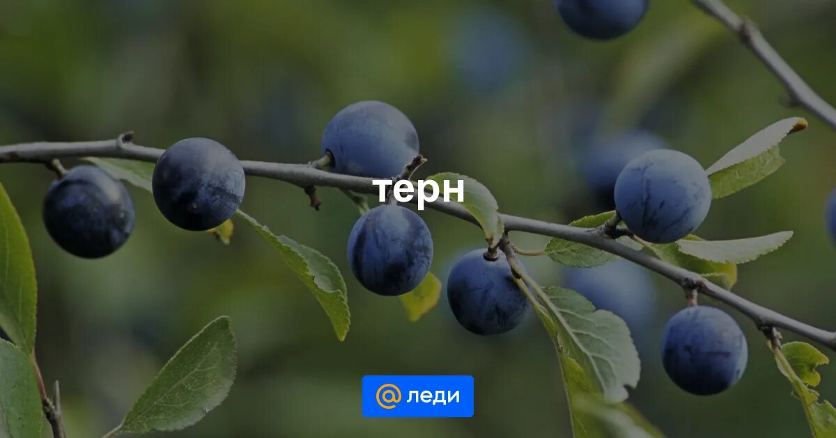 Терн меню. Скороплодность терн. терн логотип. терн и тернослива отличия. терн и терновник разница.