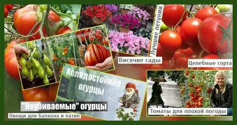 Биотехника семена