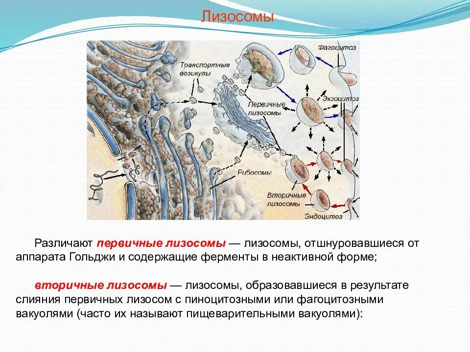 Сливается с лизосомами. Первичные и вторичные лизосомы. Вторичная лизосома. Первичные лизосомы функции. Первичная лизосома.