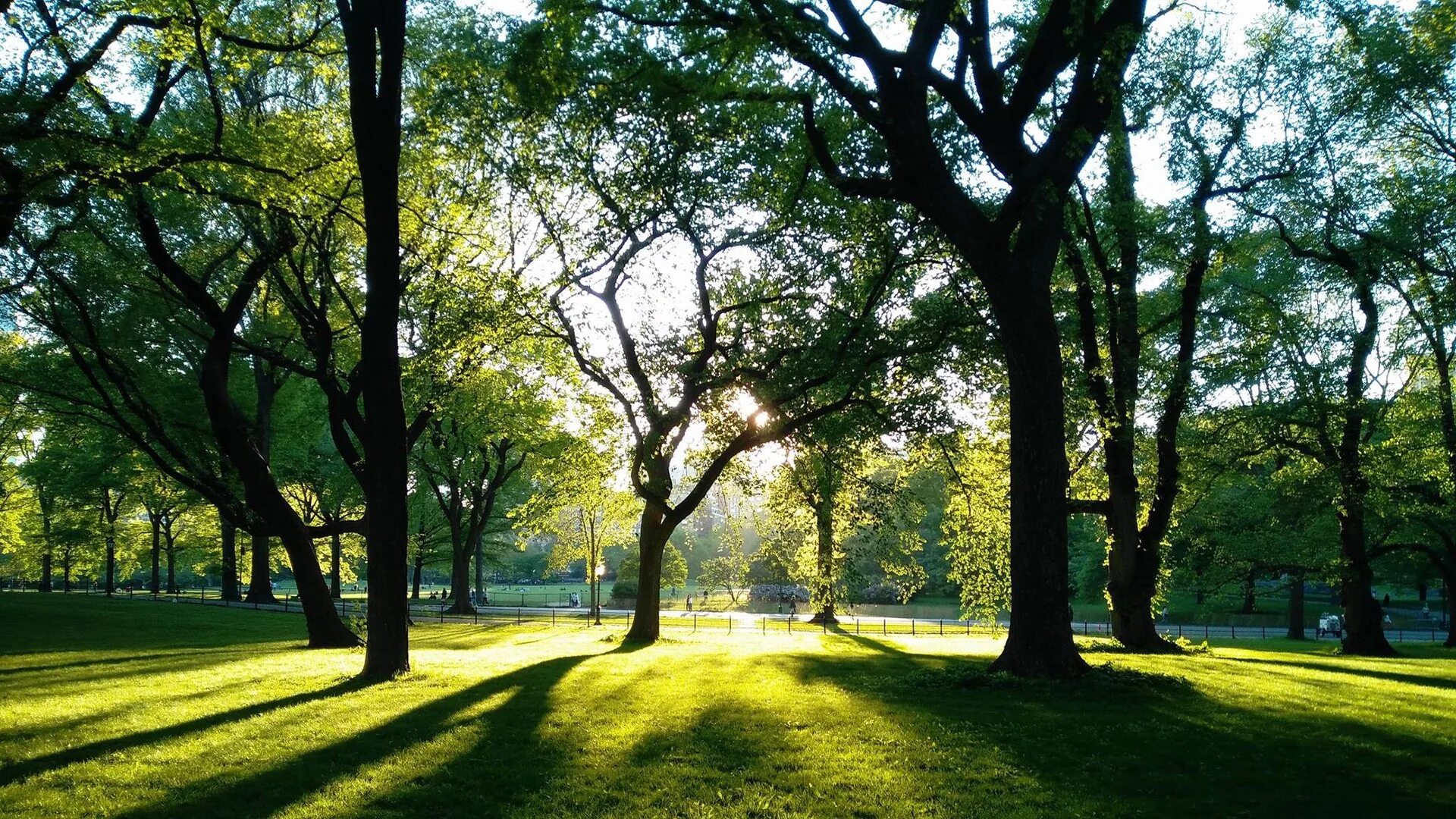 Background park