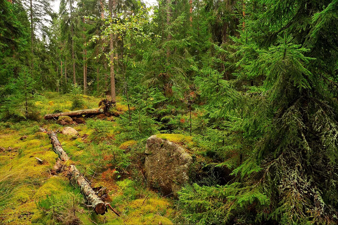 лес тайга сибирь. дремучий лес. дикий труднопроходимый лес на севере европы. сибирская тайга бурелом. непроходимая сибирская тайга.
