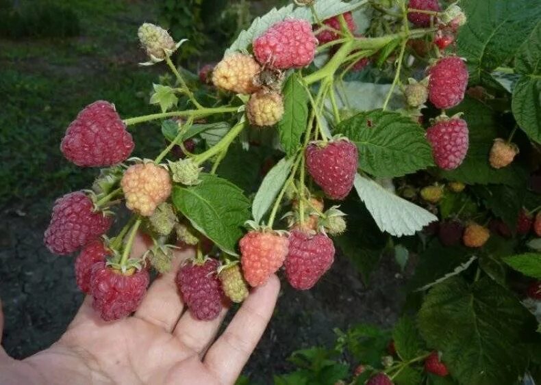 Малина шоша. Малина жар описание сорта фото отзывы. Малина жар описание сорта фото отзывы. Малина сорт жар птица. Ремонтантная малина.
