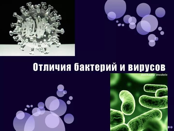 Чем отличается бактерия от вируса простыми словами. Различия вируса от бактерии. Вирусы отличаются от бактерий. Вирус от бактерии. Вирусы и бактерии в чем разница.