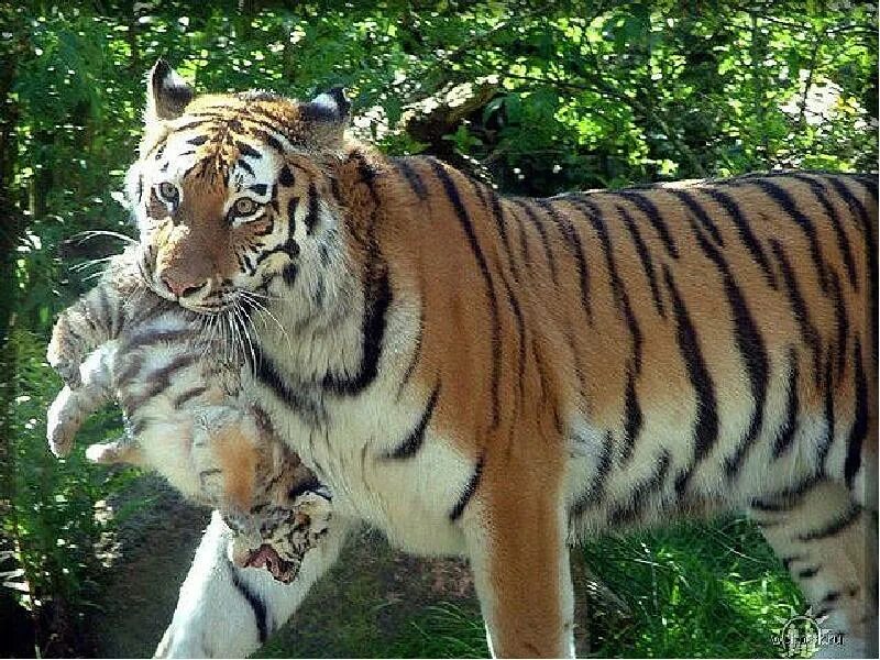 Рысь и тигр. Семейство кошачьих тигр. Окрасы тигров. Кот тигр.