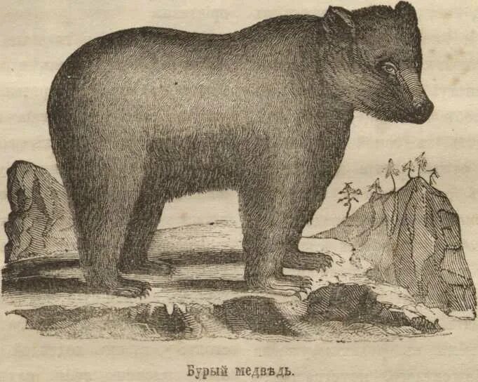 естественной истории животных. животные исторические лидеры рисунок. рисунки узкие с животными истории. история животных аристотель книга. аристотель "о частях животных".