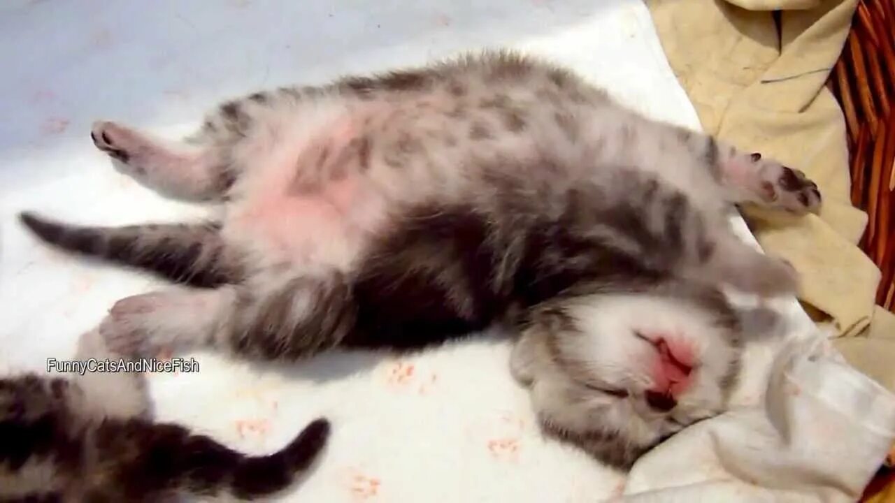 Кот сопит. Котенок который вздрагивает. У кошки дергаются лапы. Кот дрыгается во сне. Котенок который вздрагивает.