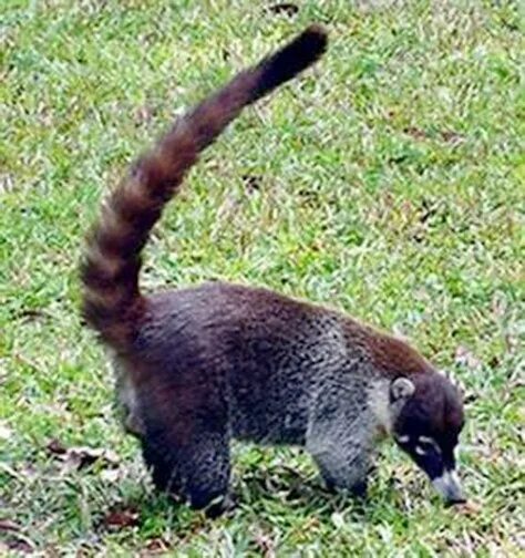 Cozumel Coati. Common animal