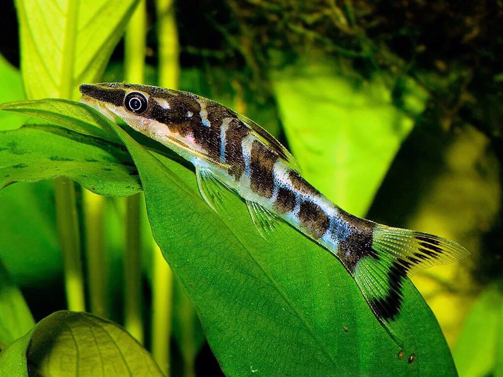 сомик отоцинклюс золотистый. аквариумные рыбки чистильщики. аквариумные рыбки чистильщики. анциструс звездный l181. сом анциструс обыкновенный.