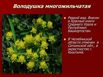 Растения из красной книги урала