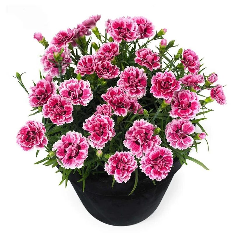 Гвоздика Dianthus. Диантус гвоздика Садовая. Гвоздика Dianthus Sunflor esta. Гвоздика Садовая Санфлор. Гвоздики уход в домашних условиях