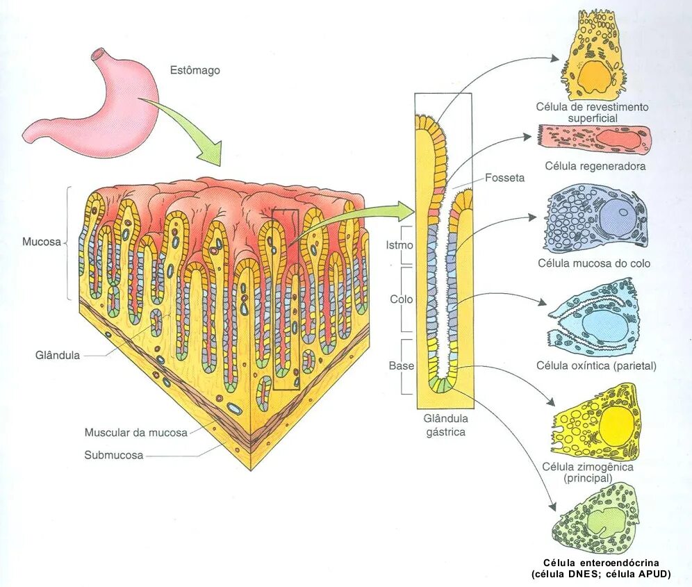 Функциями и клетками слизистой оболочки желудка. Строение слизистой оболочки желудка клетки. Строение париетальной клетки желудка. Добавочные клетки слизистой оболочки желудка. Строение стенки желудка эпителий.