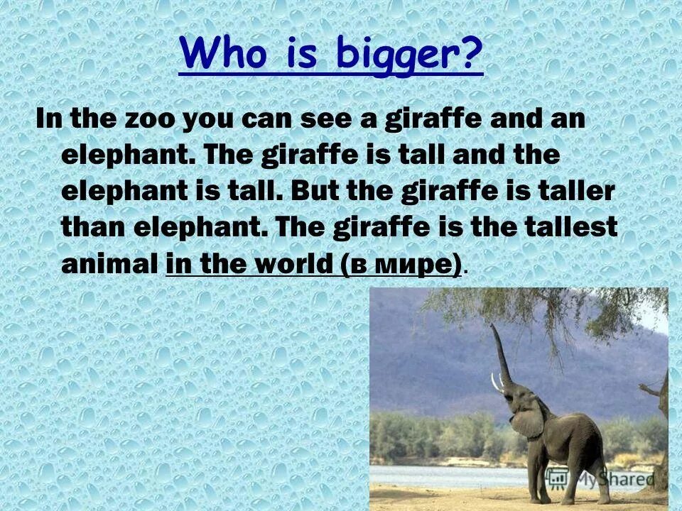 Big bigger the biggest small smaller the smallest. Giraffe is tall. Задания на тему big-bigger-the biggest английский. Giraffes are taller than elephants. Small smaller правило.