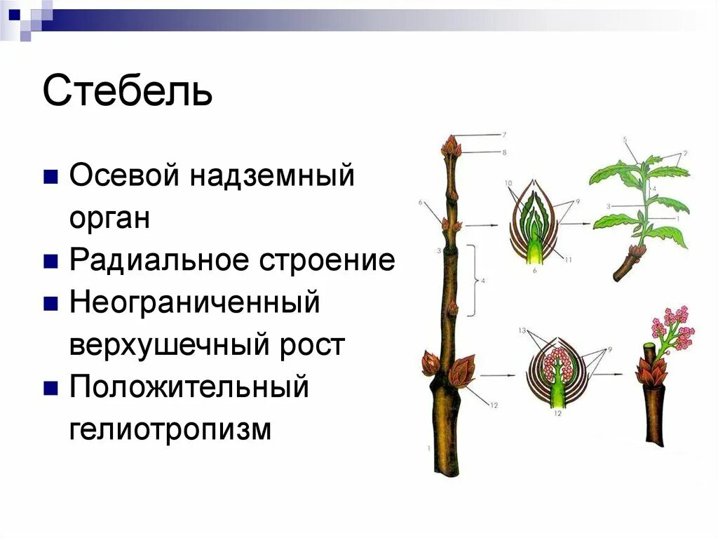 Стебель функции. Органы растений стебель. Стебель осевой орган растения. Стебель- осевой надземный. Строение одревесневшего стебля.