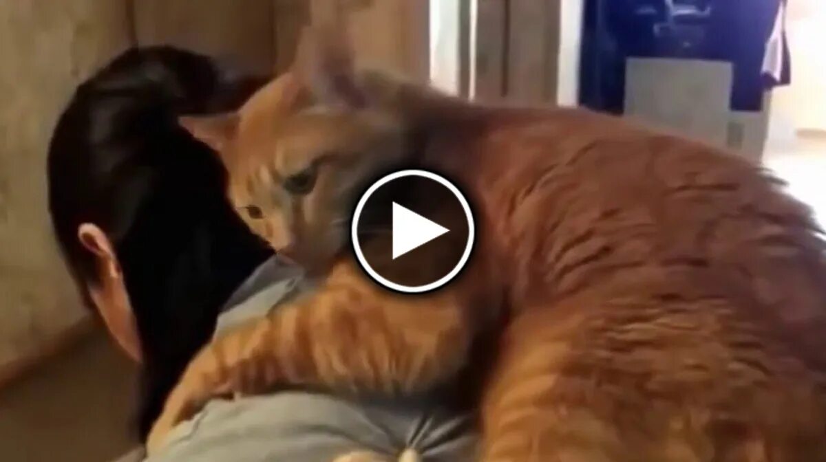 Котик в тапочках. Кот встречает. Встреча кота с хозяином. Кошки встречают хозяев. Кошка встречает хозяина.