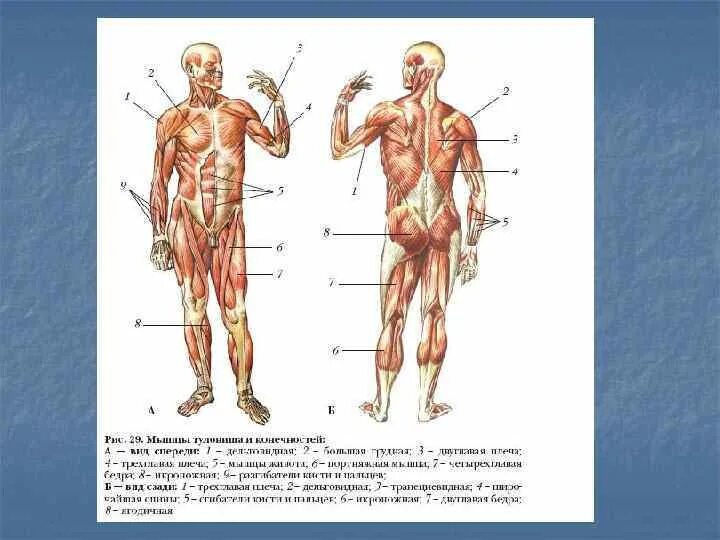 Анатомическое и физиологическое