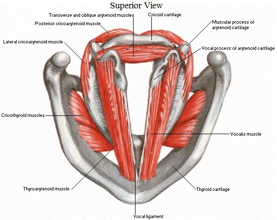 Мышцы гортани голосовые связки. Голосовая мышца анатомия. Задняя перстнечерпаловидная мышца. Мышцы голосовых связок