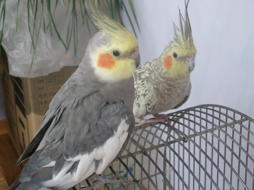 Глаза кореллы. Попугайчик корелла. Корелла пестрый лютино. Попугай корелла какаду. Попугай корелла.