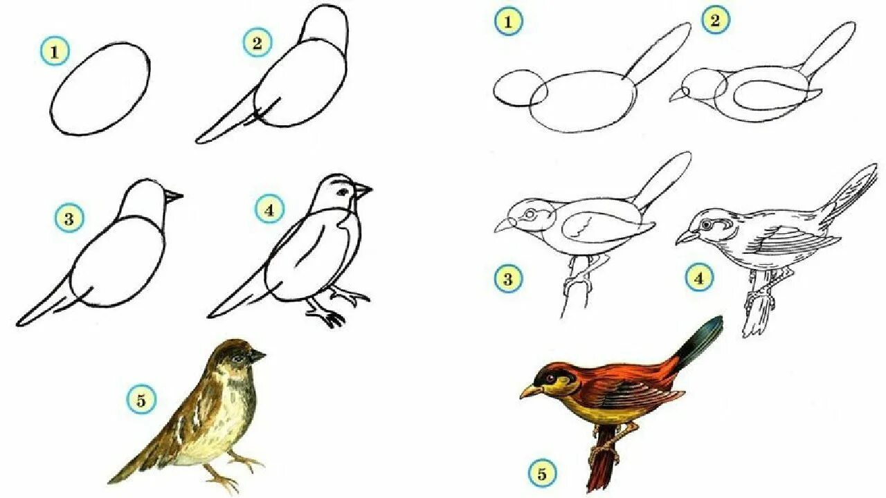 Птица рисунок. Схема рисования птицы. Схема рисования птицы в старшей группе. Рисование птиц 1 класс. Рисуем птицу поэтапно презентация 2 класс