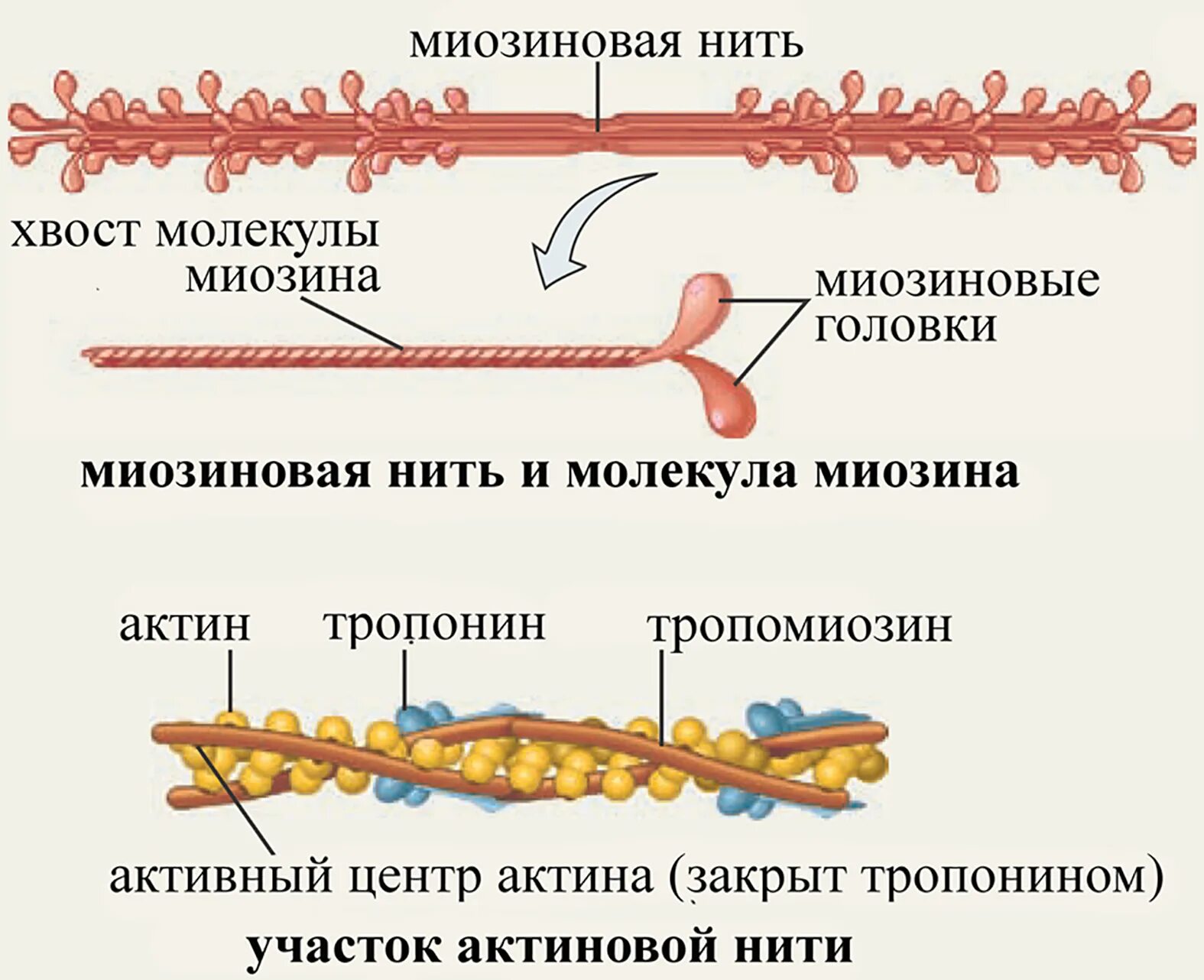 Актин миозиновый комплекс. Механизм мышечного сокращения. Строение актина. Механизм мышечного сокращения физиология. Актин входит в состав