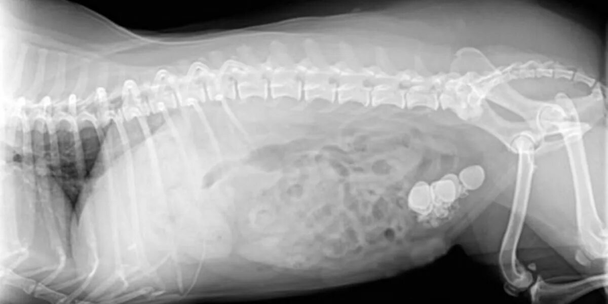 Операция мочевой пузырь собака. Камни в мочевом у собаки рентген. Уролитиаз у кошек рентген. Рентген мочевого пузыря у кота.