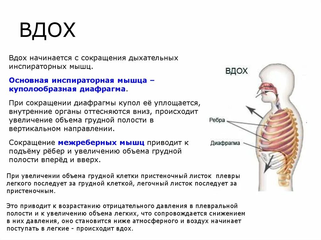 Начала задыхаться причины. Сокращение дыхательных мышц. Инспираторные дыхательные мышцы. Выдох сокращение дыхательных мышц. Уменьшение силы дыхательных мышц.