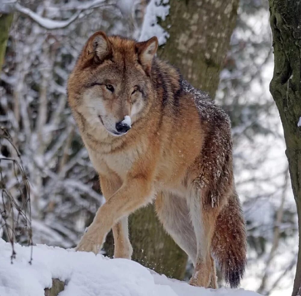Флоридский рыжий волк. Волк canis lupus. Волк серый. Бурятские волки. Березинский заповедник зубр.