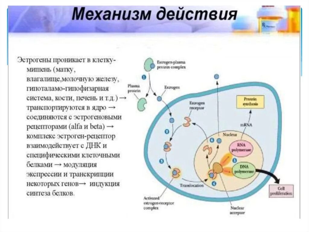 Клетки органы мишени. Препараты половых гормонов механизм действия. Механизм действия половых гормонов схема. Женские половые гормоны механизм действия. Механизм действия половых гормонов на клетки мишени.