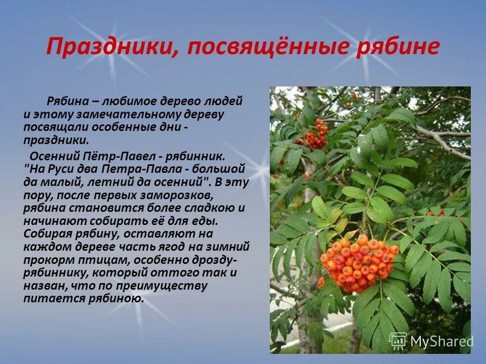 Рябина описание. Рябина описание. Рябина описание растения. Рябина обыкновенная стебель. Рассказ про рябину.