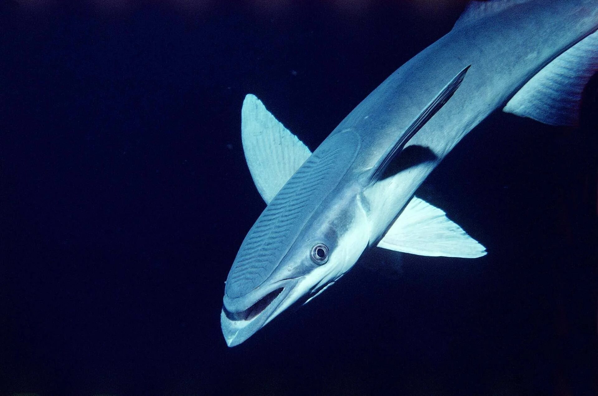 Ремора рыба прилипала. Рыба Ремора и акула. Акулья Ремора (Remora Remora). Симбиоз Ремора акула.