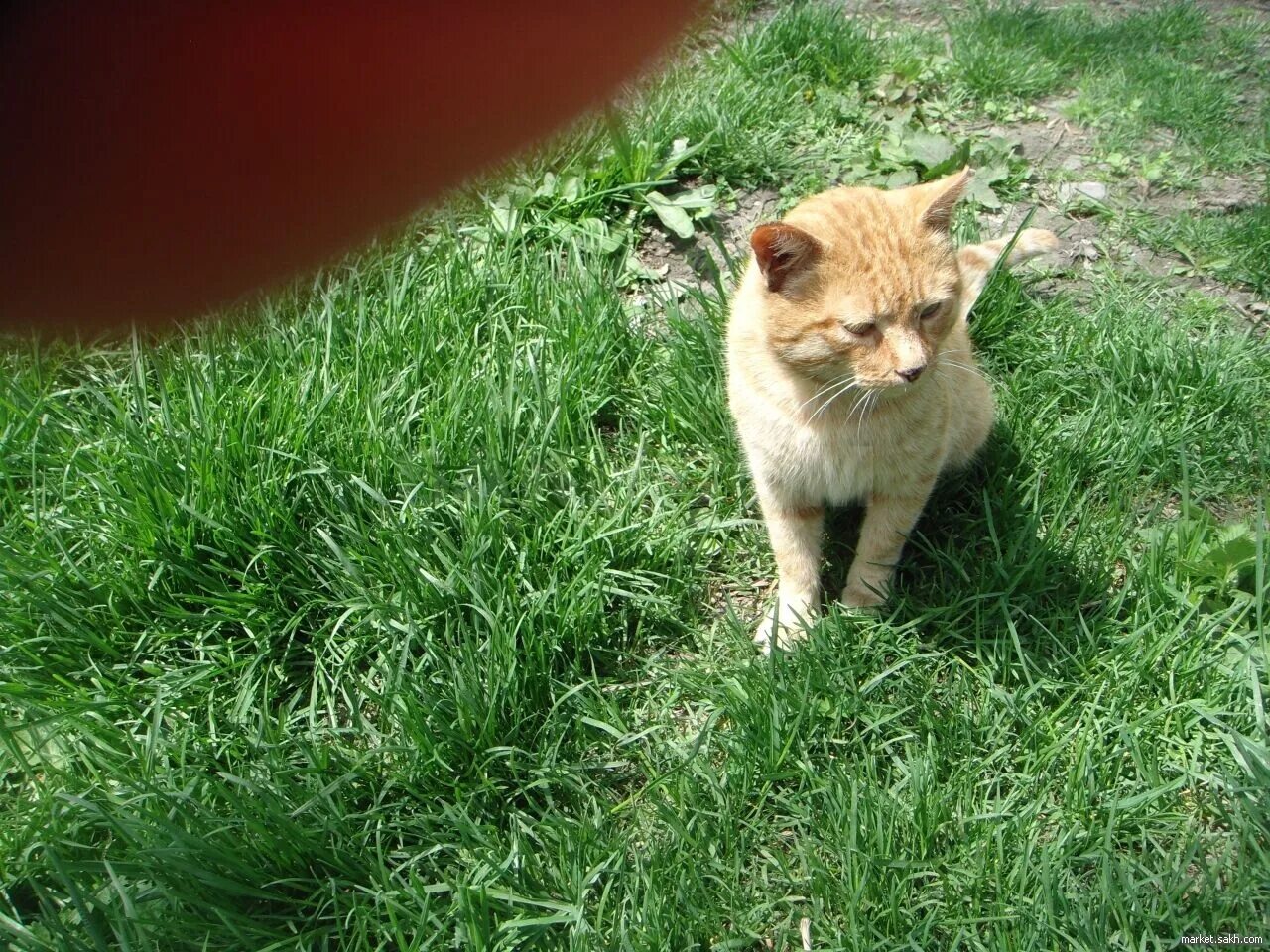 Где найти рыжего кота
