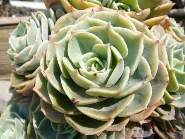 кактусы и розы. кактусы и розы. рисунок кактуса и розы. кактус розочка. голландский определитель кактусов маммиллярия.