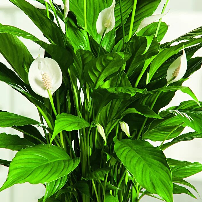 Спатифиллум семена купить. Спатифиллум. Спатифиллум wallisii. Spathiphyllum wallisii цветок. Спатифиллум Уоллиса (Spathiphyllum wallisii).