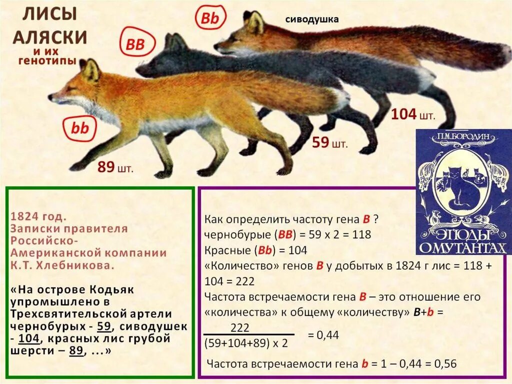 Размер лисы. Сиводушка лиса. Классификация лисы по биологии. Лисы численность. Лиса относится к группе