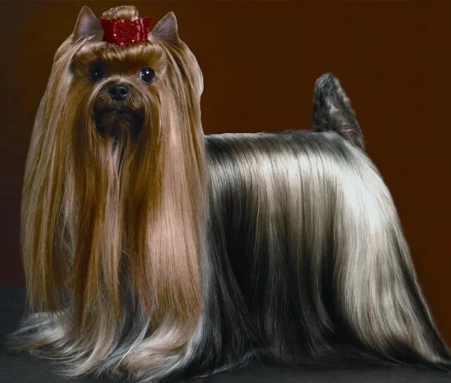 Йоркширский терьер выставочный. Йоркширский терьер вестмистер. Йоркширский терьер выставка. Йоркширский терьер fci. Выставочный йоркширский терьер в папильотках.