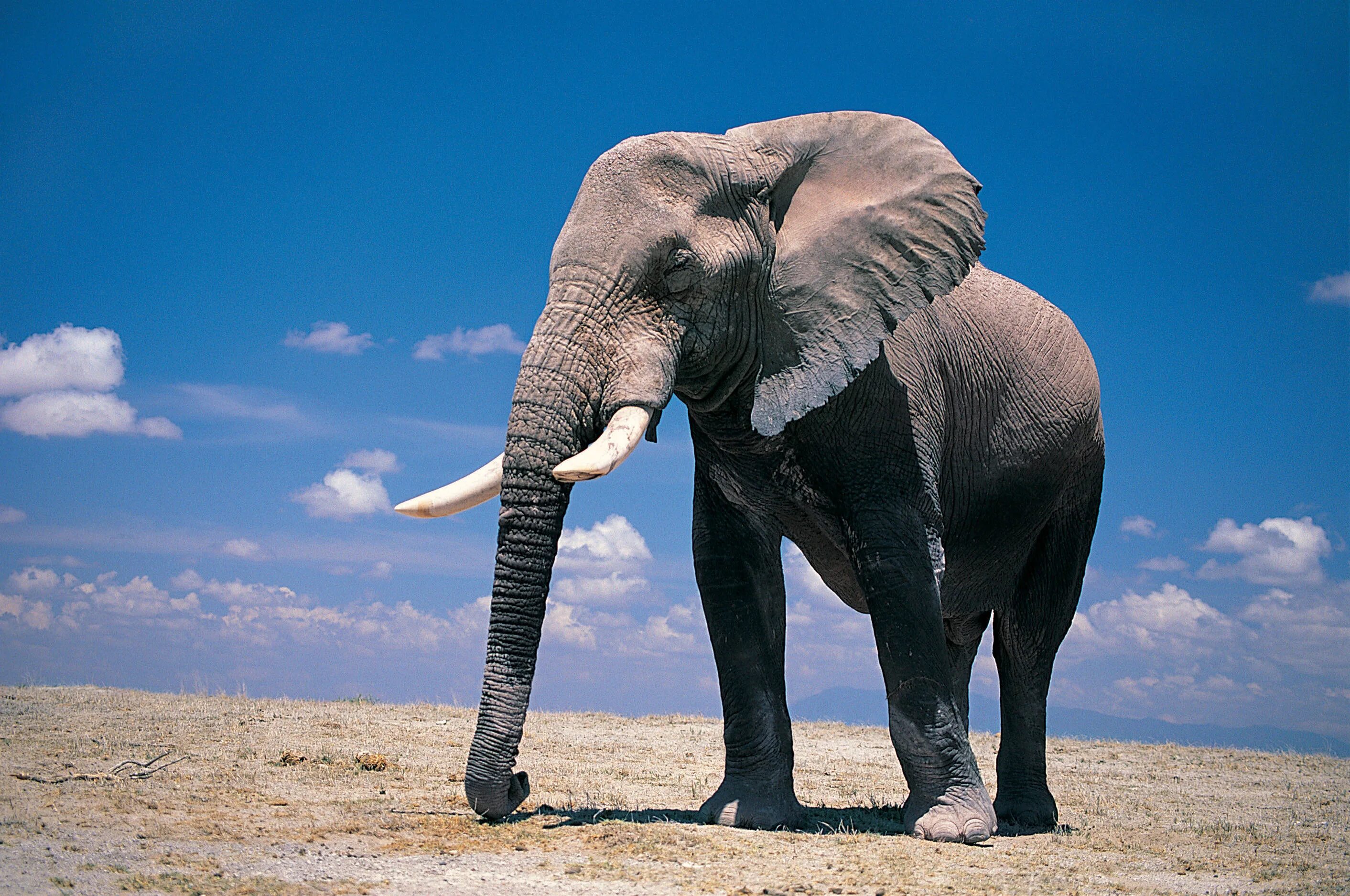 Huge elephant. Африканский саванный слон. Слон Элефант слон Элефант. Африканский Элефант слон.