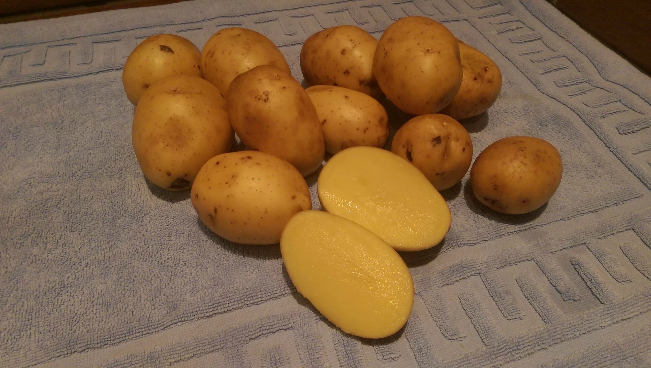 Сорт картофеля Гала. Картофель сорт Гала элита. Семена картофеля Гала. Картофель сорт Гауда.