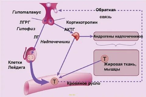 Гормоны для мужчин