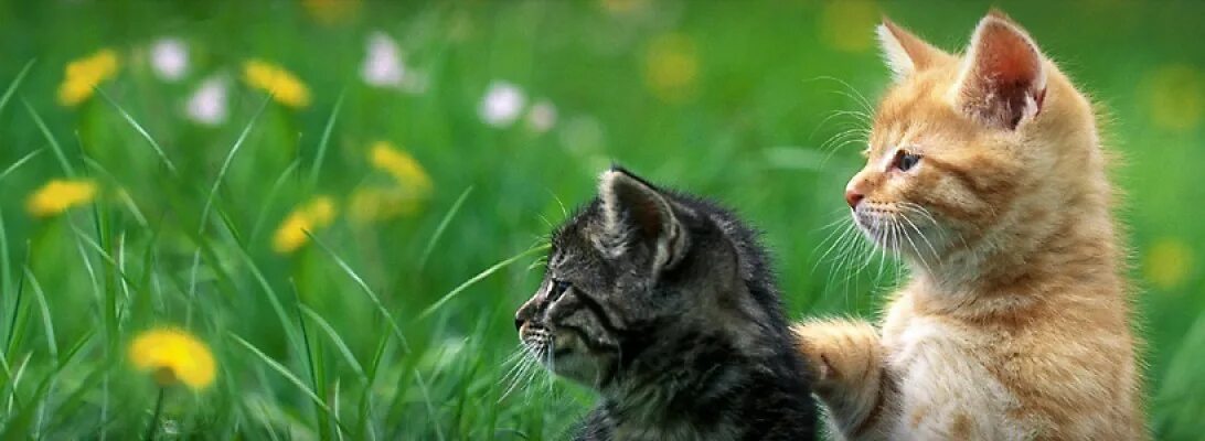 Cats site