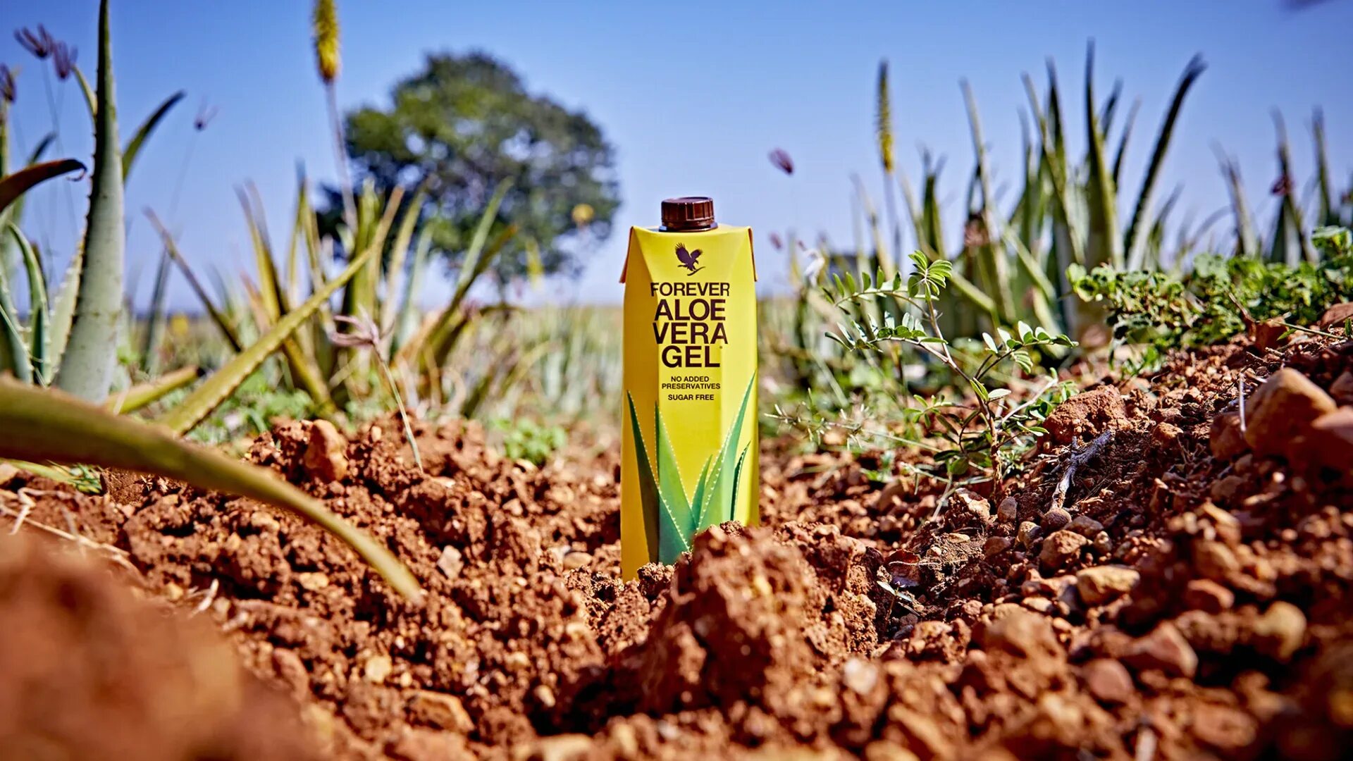 Forever aloe vera. Forever Living Aloe Vera. Forever Living products.