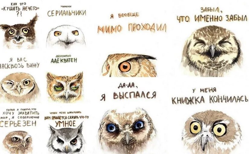 Как переводится сов. Смешные совы. сова надпись. анекдот про сову. мемы с совами.