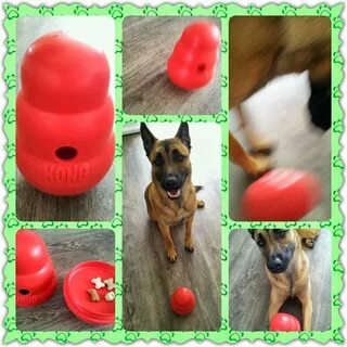 Развивающие игры для собак