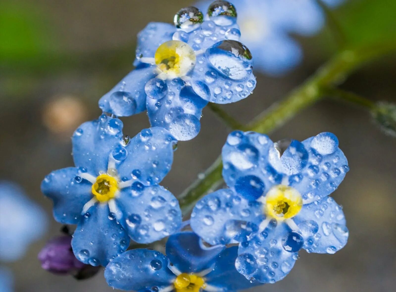 Незабудка Садовая голубая. Незабудка (Myosotis). Незабудка холмовая. Незабудка Лесная Myosotis sylvatica. Незабудки времени