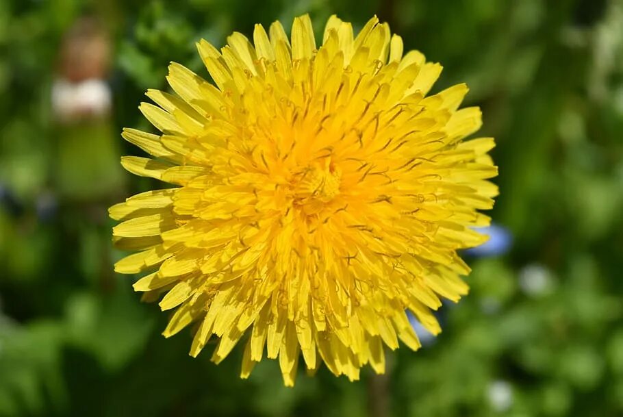 Как выглядит цветок одуванчика Free Images : nature, dandelion, leaf, flower, petal, summer, spring, botany, ye
